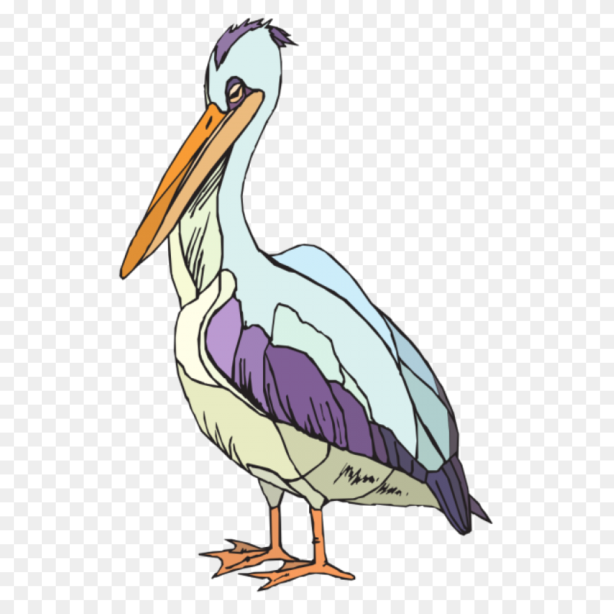 Bird Beak Pelican Pelecaniformes Wh
