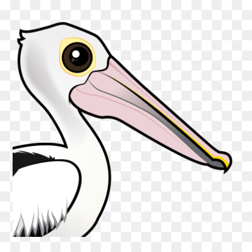 Bird Beak Pelican Pelecaniformes Wh