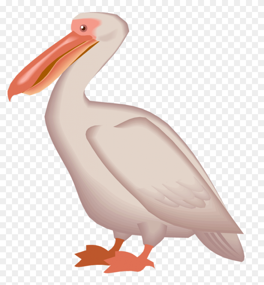 Bird Beak Pelican Pelecaniformes Wh