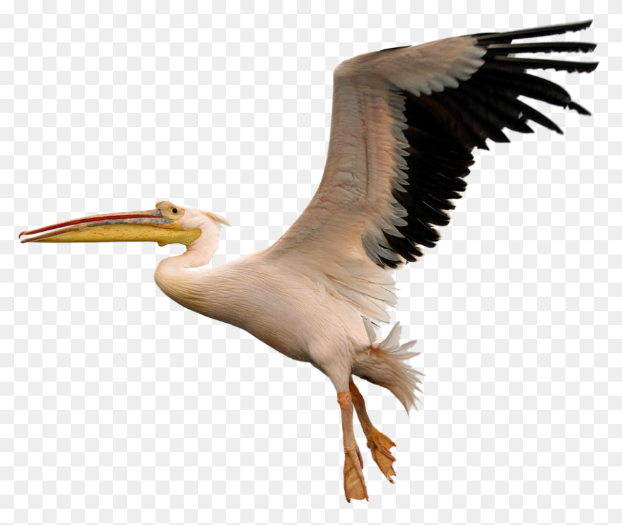 Bird Beak Pelican Pelecaniformes Wh