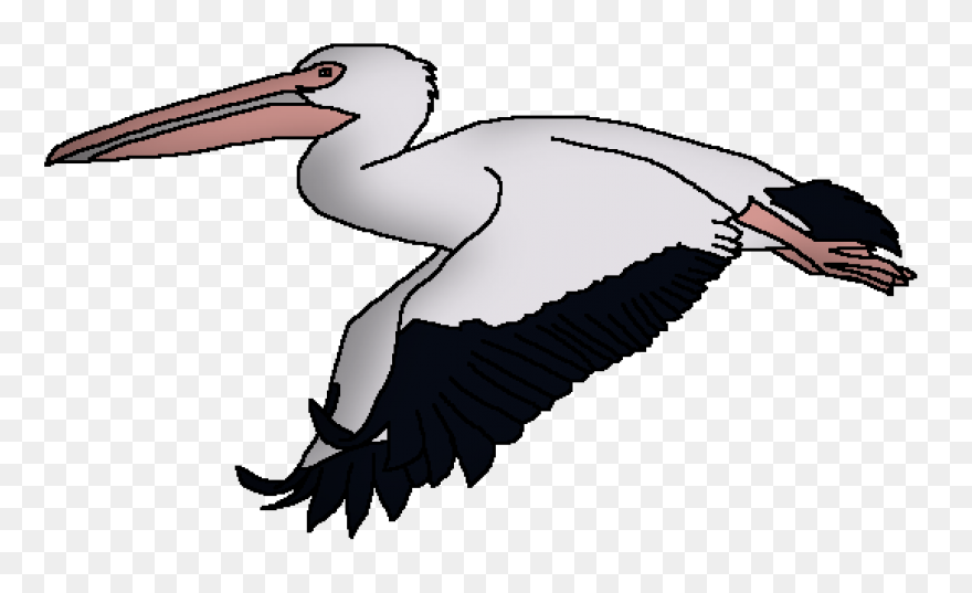 Bird Beak Pelican Pelecaniformes Wh