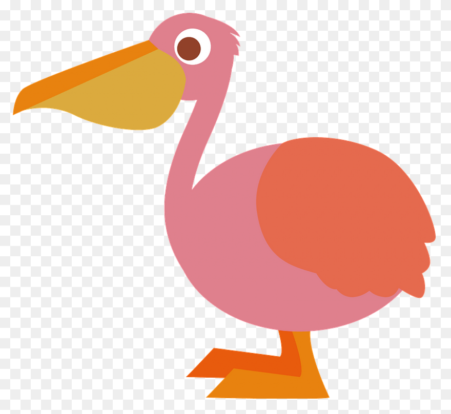 Bird Beak Pelican Pelecaniformes Wh