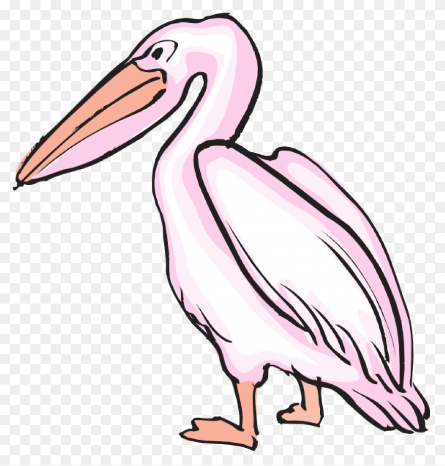 Pelican Clipart Png Download Full - Pelican