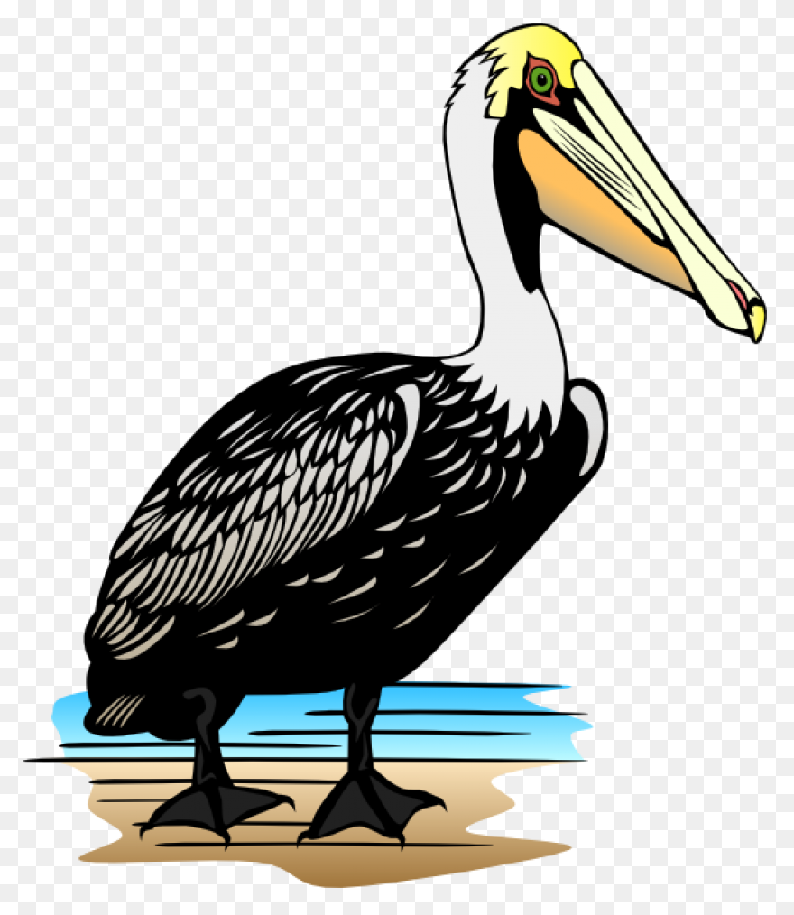 Bird Beak Pelican Pelecaniformes Wh