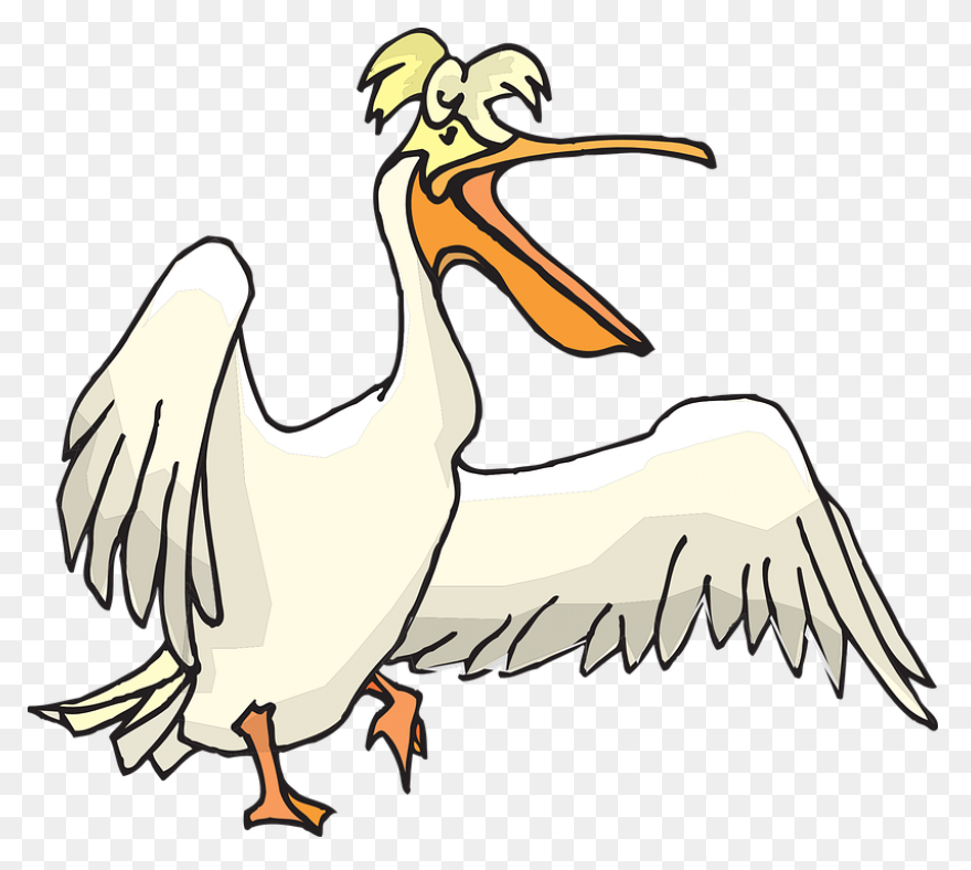 Bird Beak Pelican Pelecaniformes Wh