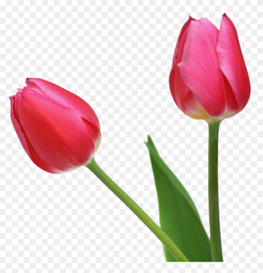 Free Camera Flash Clipart, Download