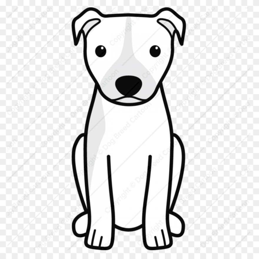 American Pit Bull Terrier American 