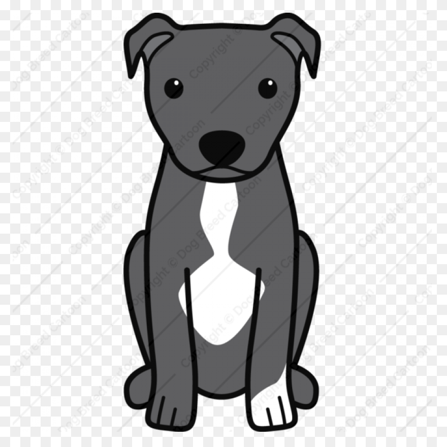 American Pit Bull Terrier American 