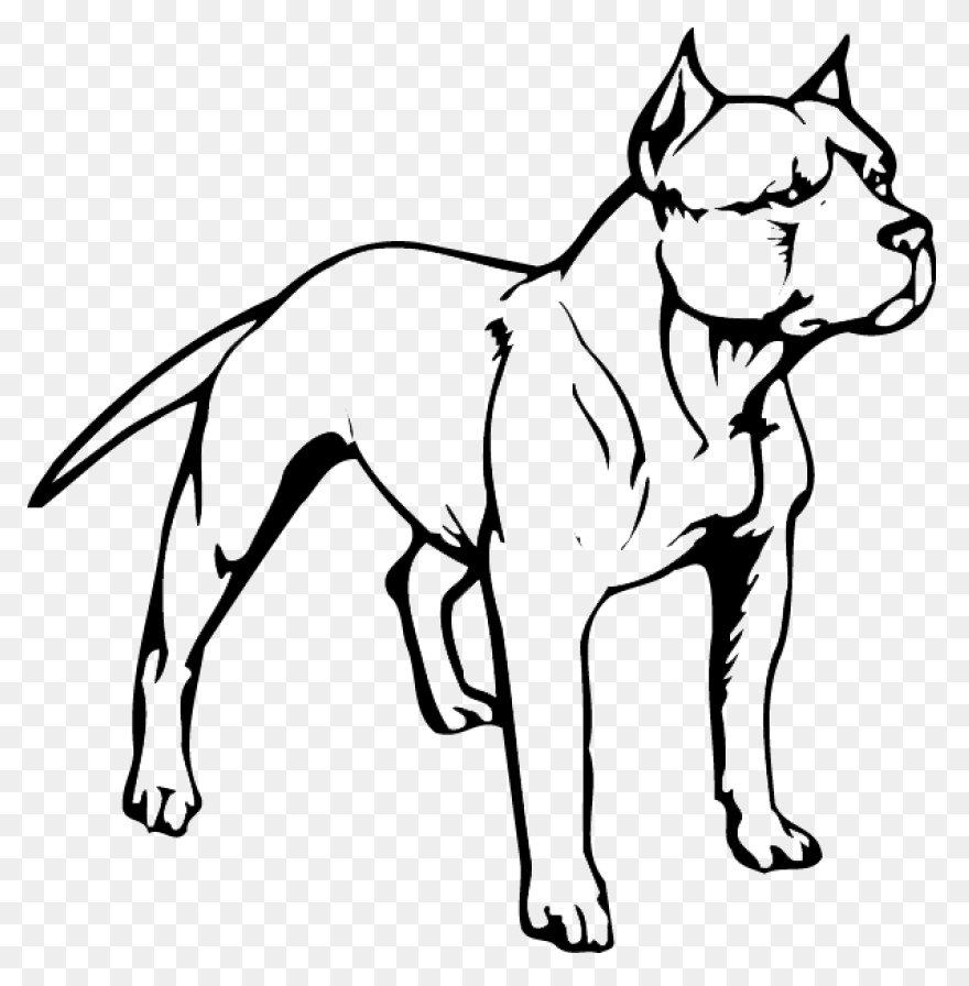 American Pit Bull Terrier Puppy - Pitbull