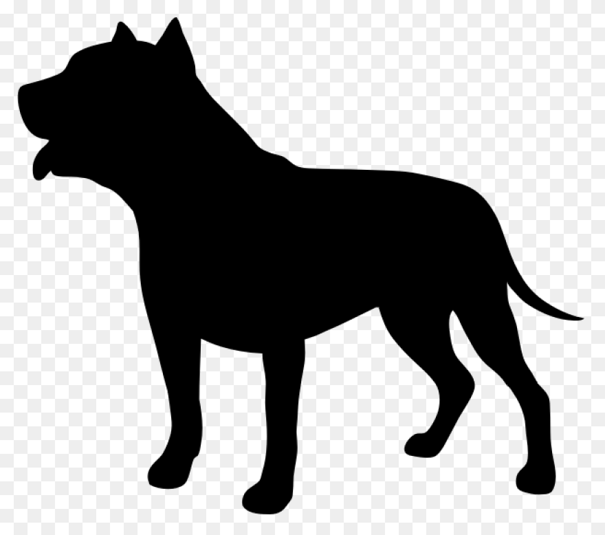American Pit Bull Terrier American - Pitbull