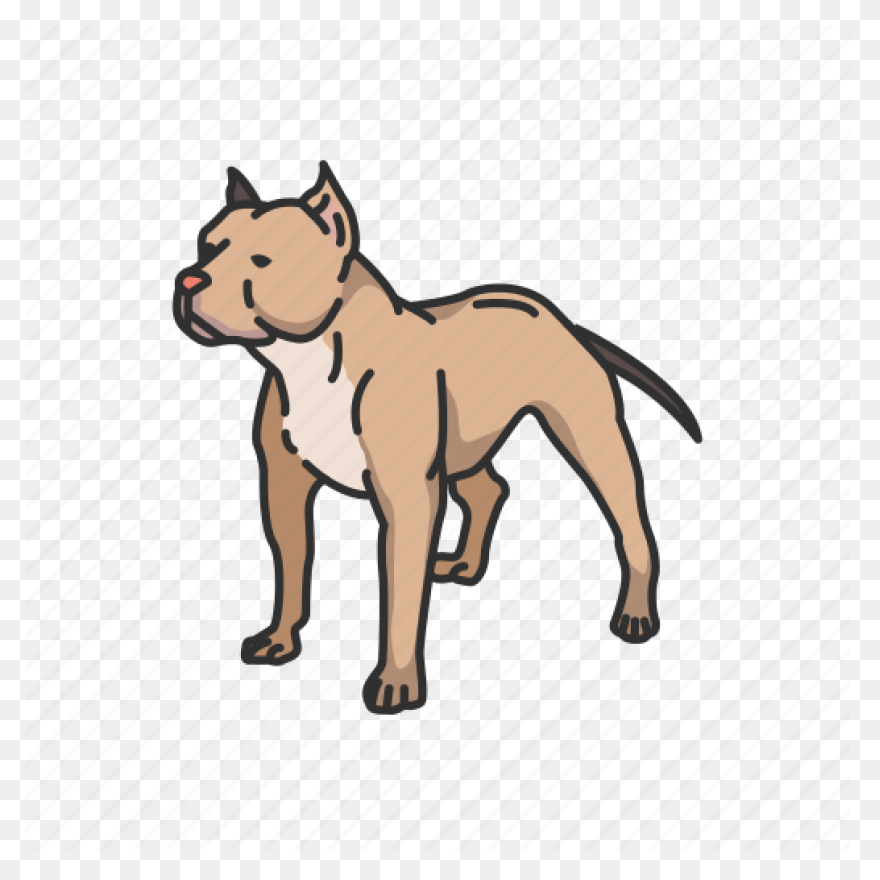 American Pit Bull Terrier American 