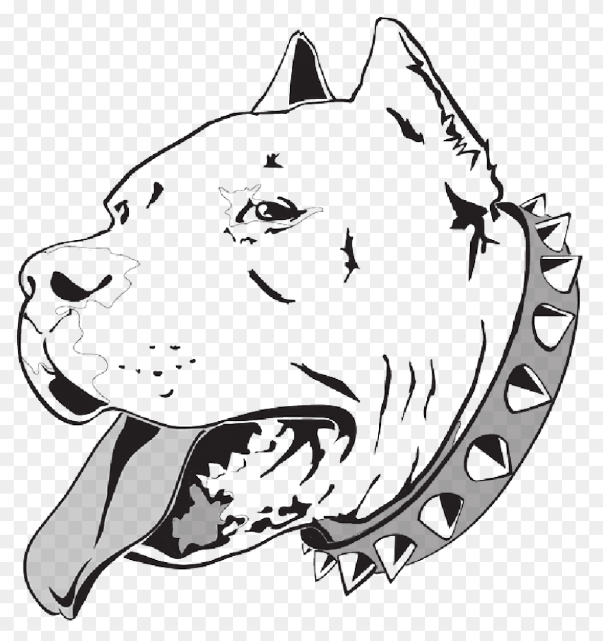 American Pit Bull Terrier American 