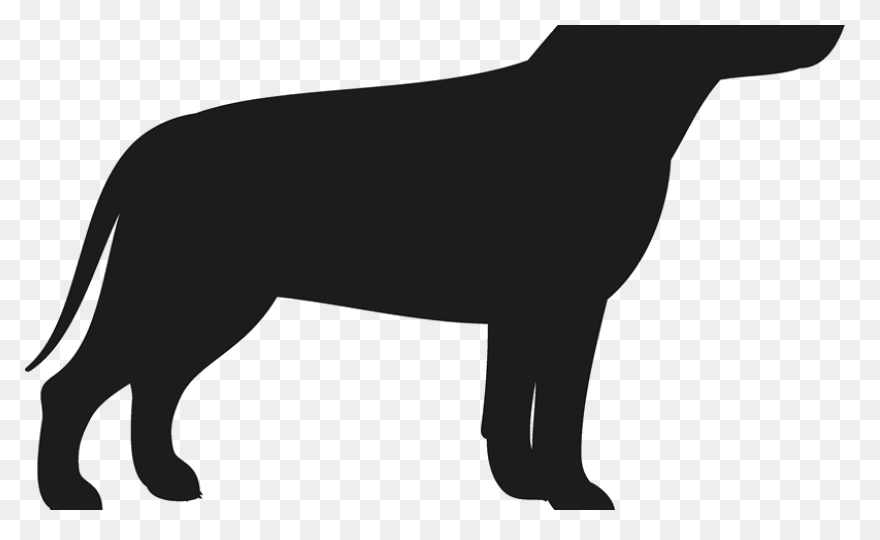 American Pit Bull Terrier American 