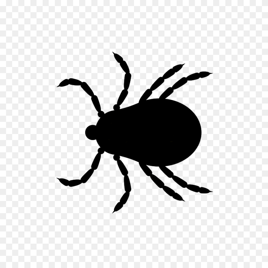 Tick Insect Png Pic Clipart - Pic