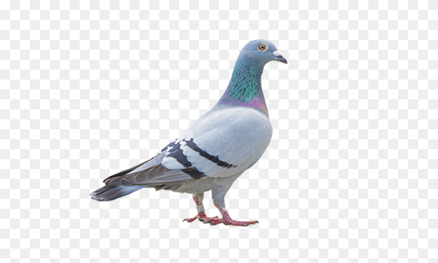 Homing Pigeon Columbidae Bird Clip 