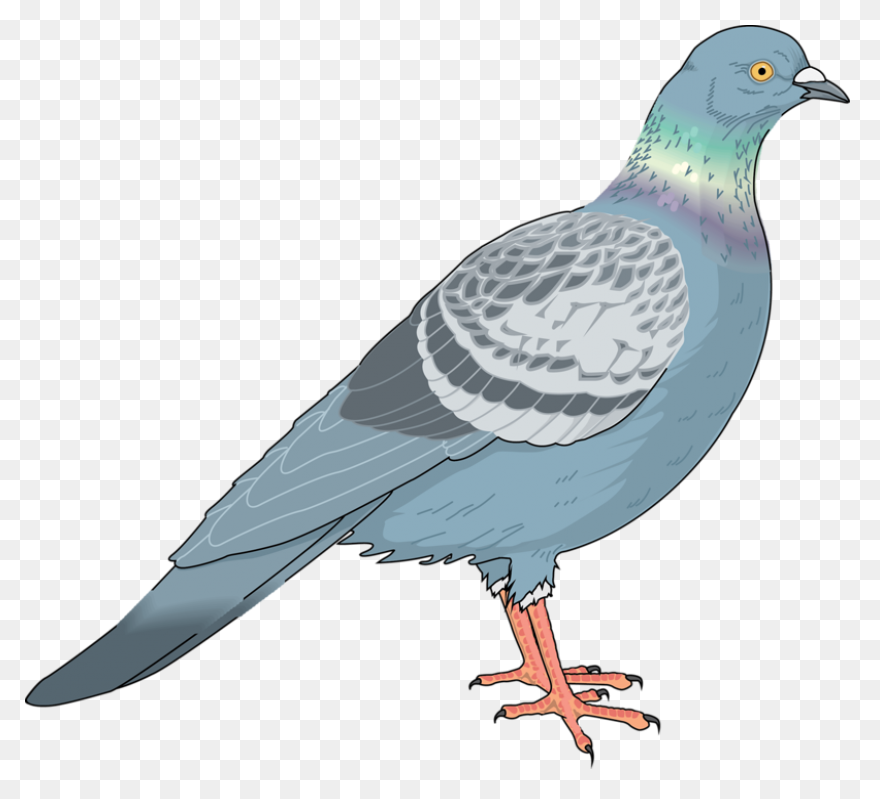 Homing Pigeon Columbidae Bird Clip 