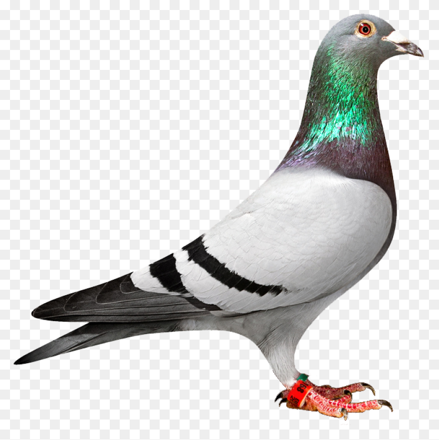 Homing Pigeon Columbidae Bird Clip 