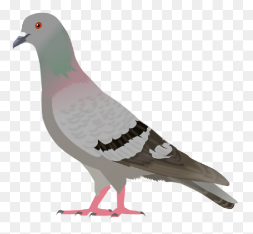 Homing Pigeon Columbidae Bird Clipart - Pigeon