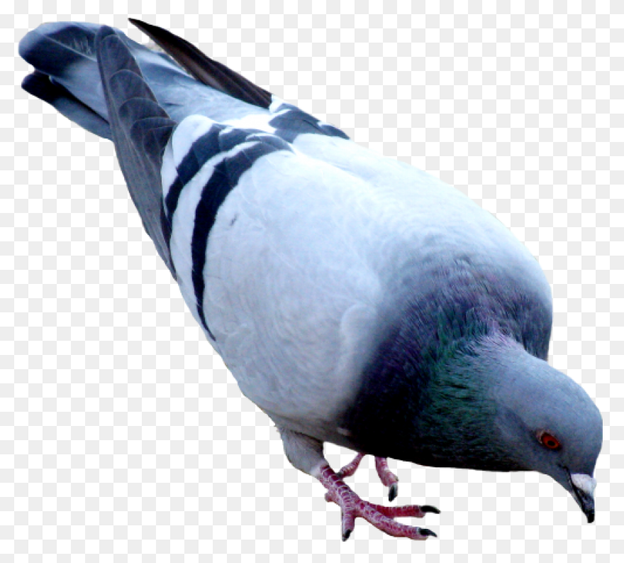Homing Pigeon Columbidae Bird Clip 