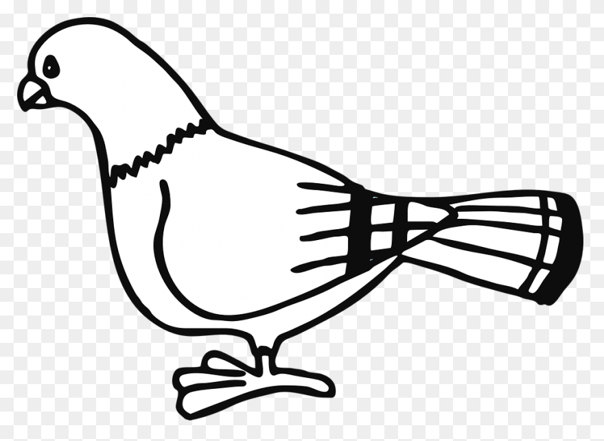 Homing Pigeon Columbidae Bird Clip 