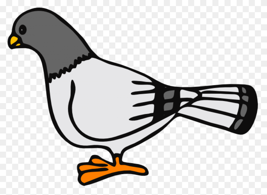 Homing Pigeon Columbidae Bird Clip 