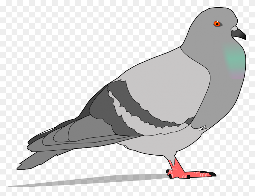Homing Pigeon Columbidae Bird Clip 