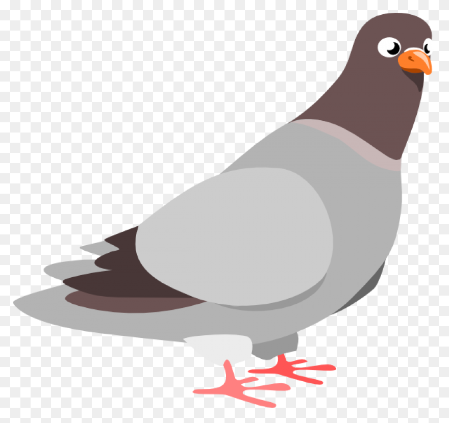 Homing Pigeon Columbidae Bird Clip 