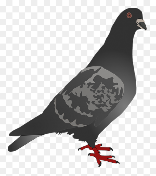 Homing Pigeon Columbidae Bird Clip 