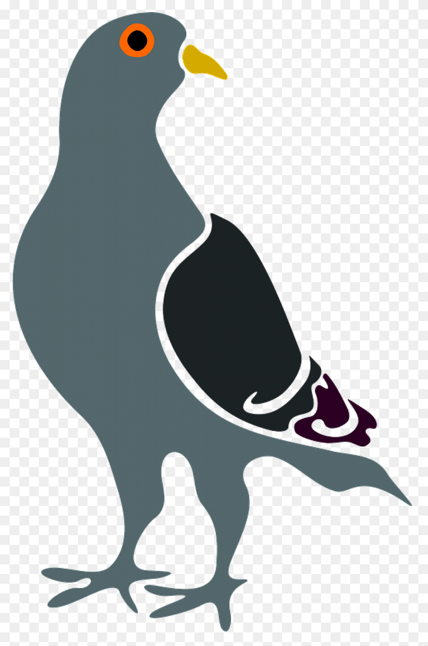 Homing Pigeon Columbidae Bird Clip 