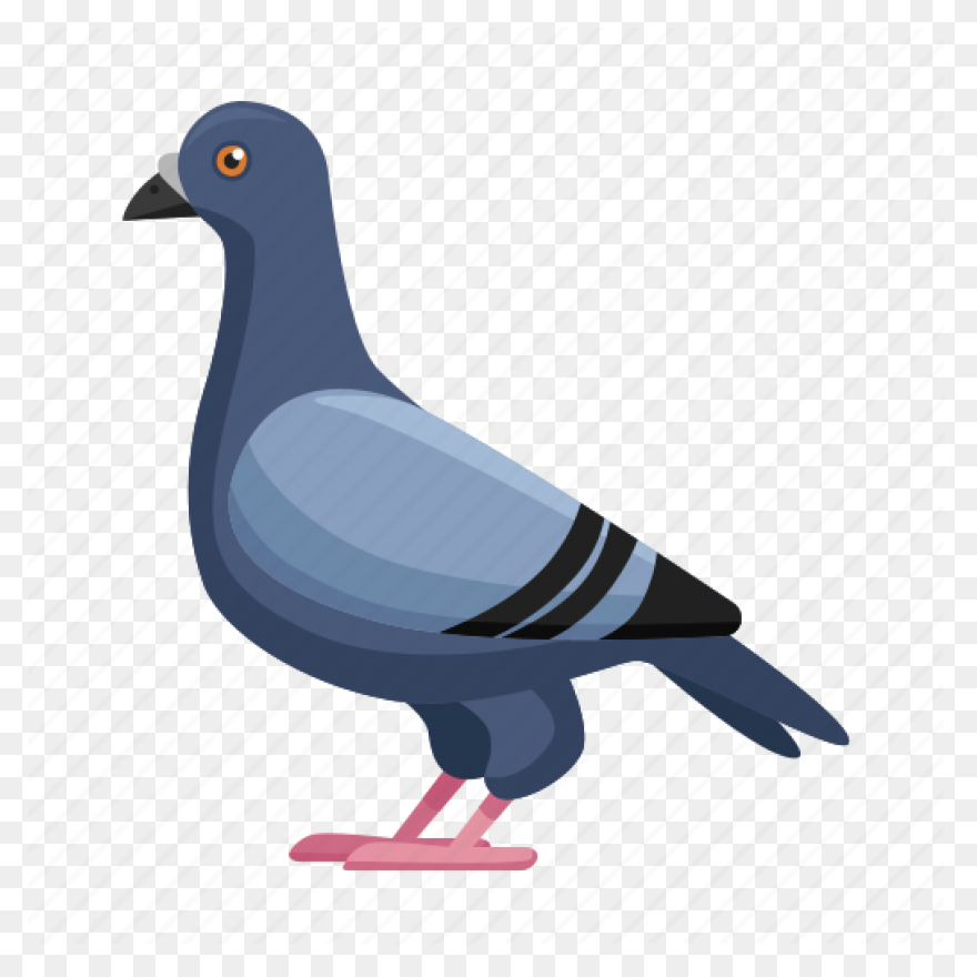 Homing Pigeon Columbidae Bird Clip 
