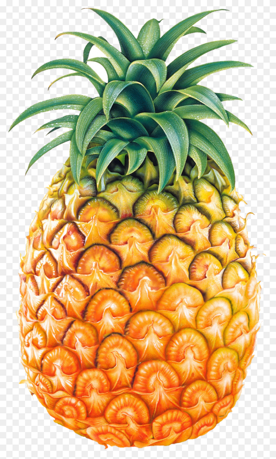 Fruit Ananas Pineapple Fruit Clipart - Pineapple