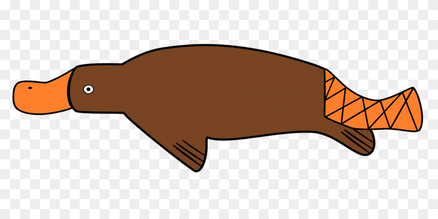 Platypus Pictures Cartoon | Platypu