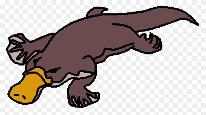 Platypus Pictures Cartoon | Platypu
