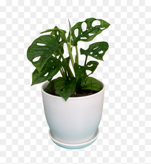 Large Planter (Dead Rising 2) | Dea