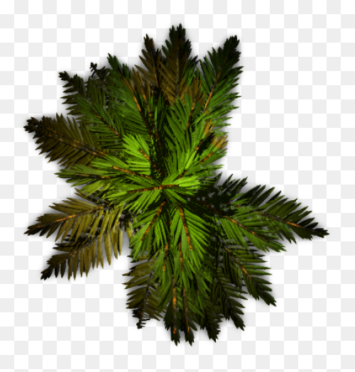 Free Tree Plan View Png - Plant Top View