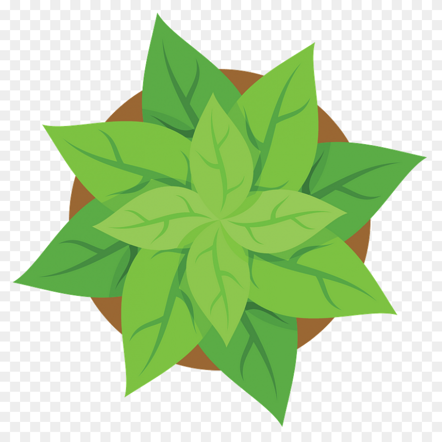 Free Tree Plan View Png - Palm Tree
