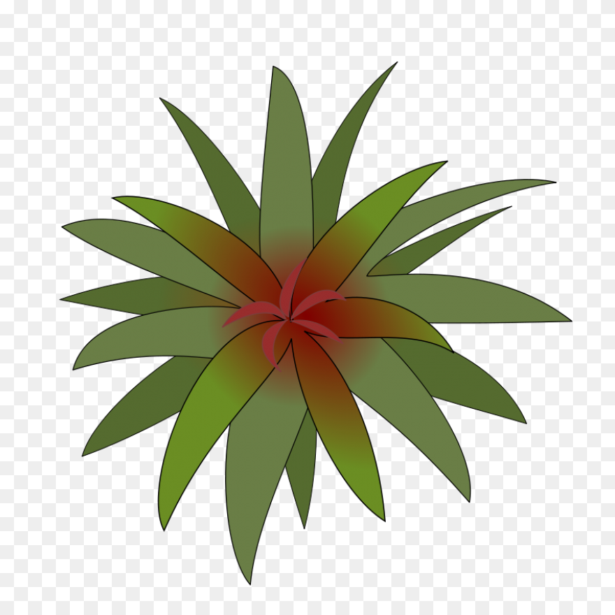 Free Tree Plan View Png - Palm Tree
