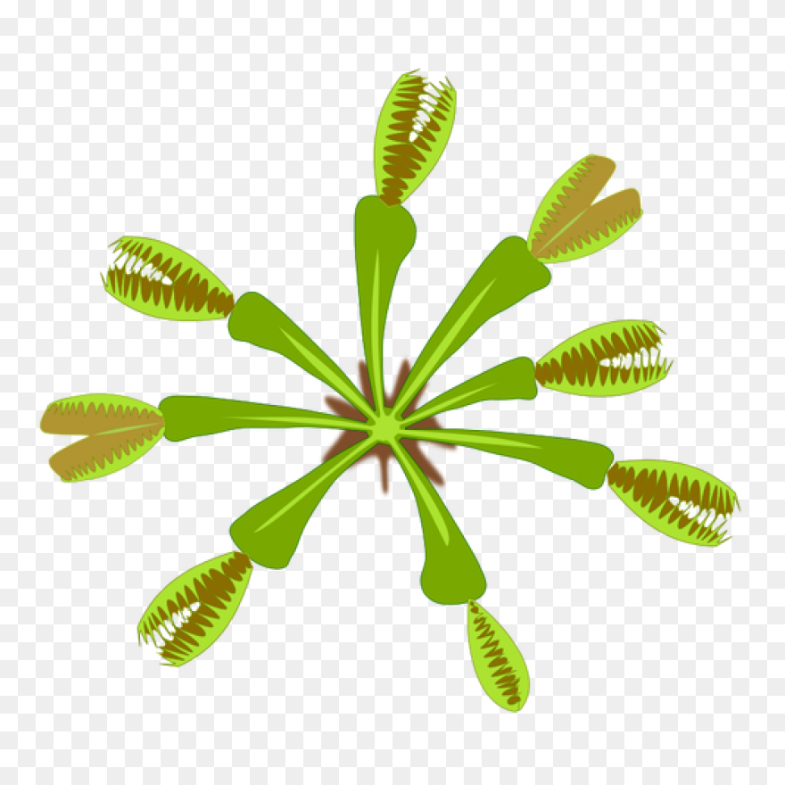 Free Tree Plan View Png - Palm Tree