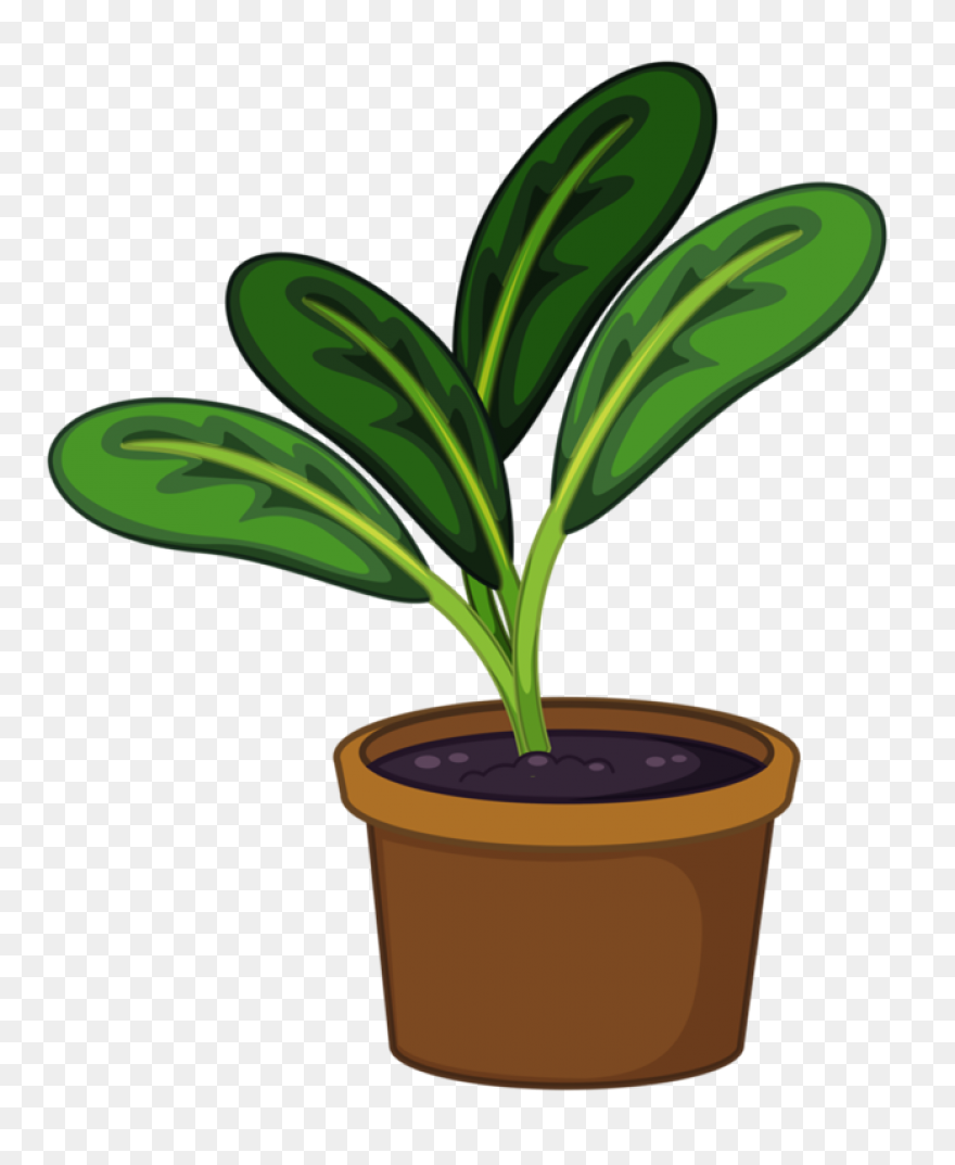 Plant Clip Art - Plant Image
