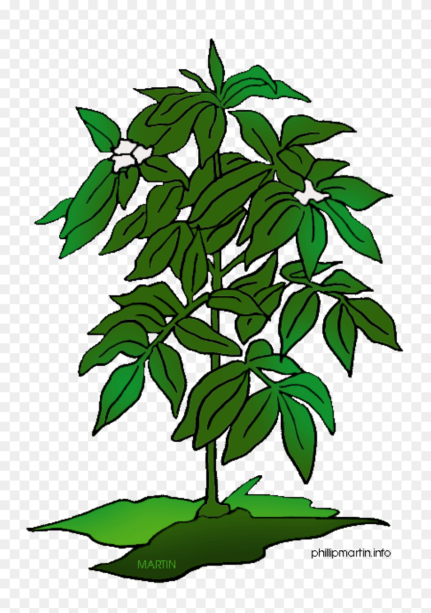 Plant Clip Art - Plant Image