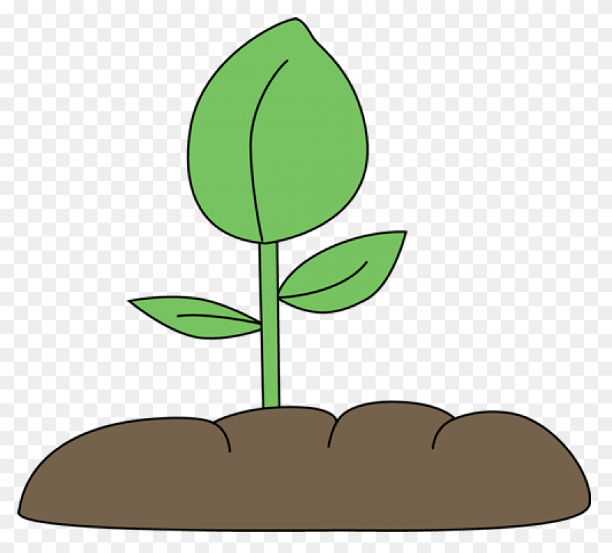 Plant Clipart Plant Image - Plant