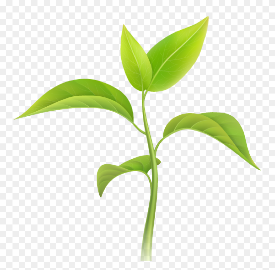 Plant Clip Art - Plant Image