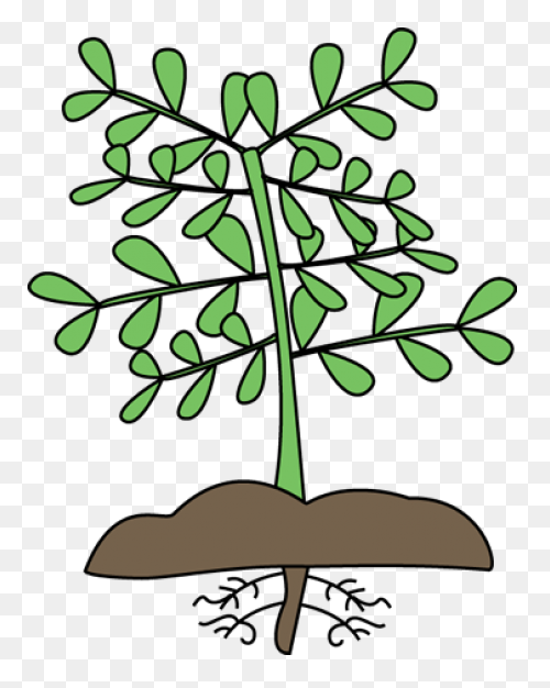 Plant Clip Art - Plant Image