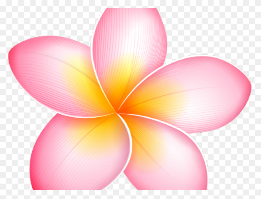 Plumeria Flower Transparent Png Cli