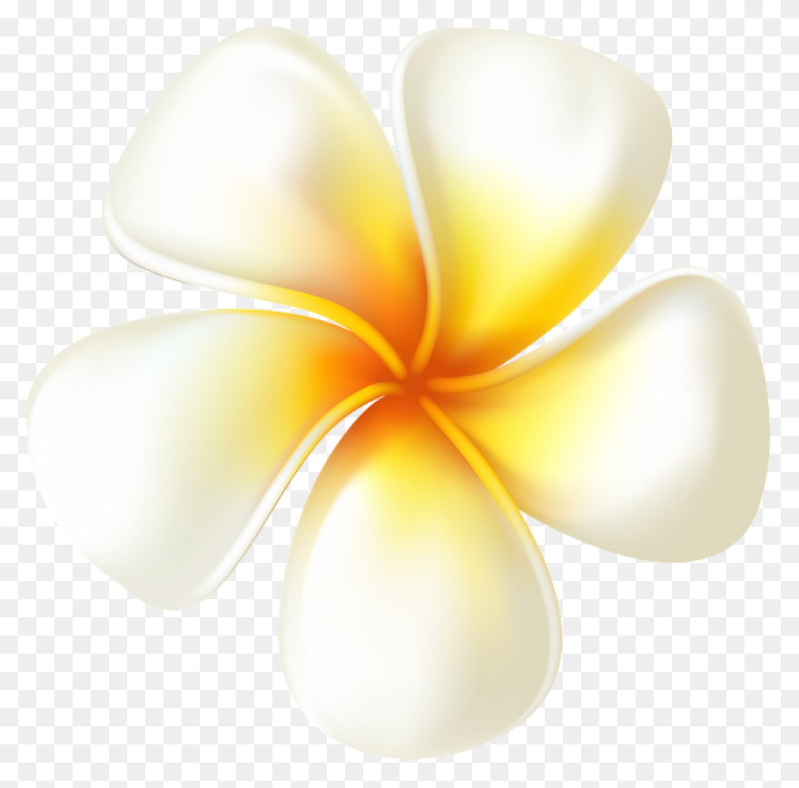 Plumeria Flower Transparent Png Cli