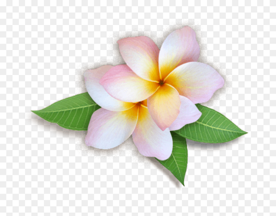 Plumeria Flower Transparent Png Cli