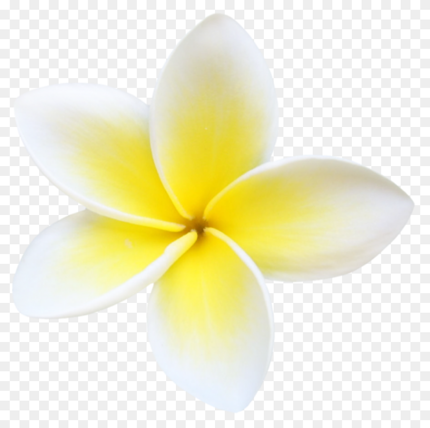 Plumeria Flower Transparent Png Cli