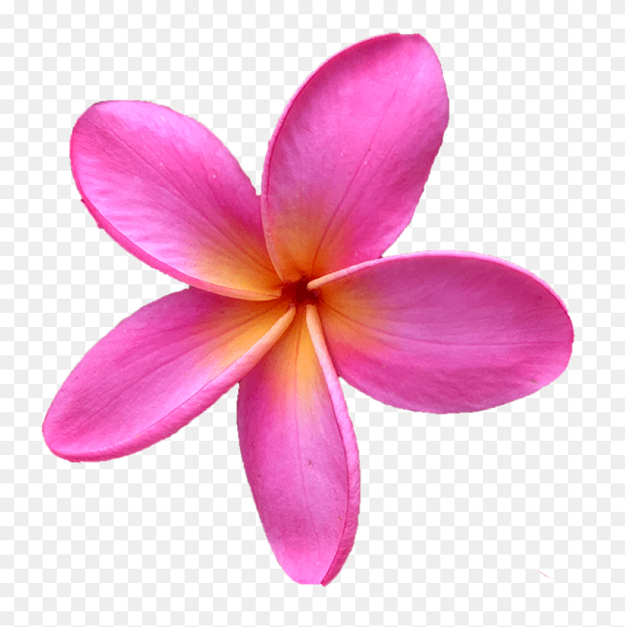 Plumeria Flower Transparent Png Cli