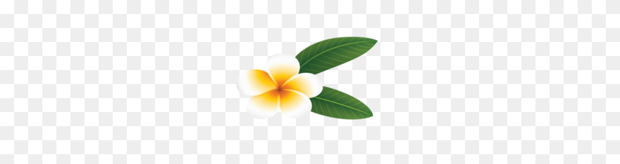 Outline Of Plumeria Flower Sticker - Plumeria