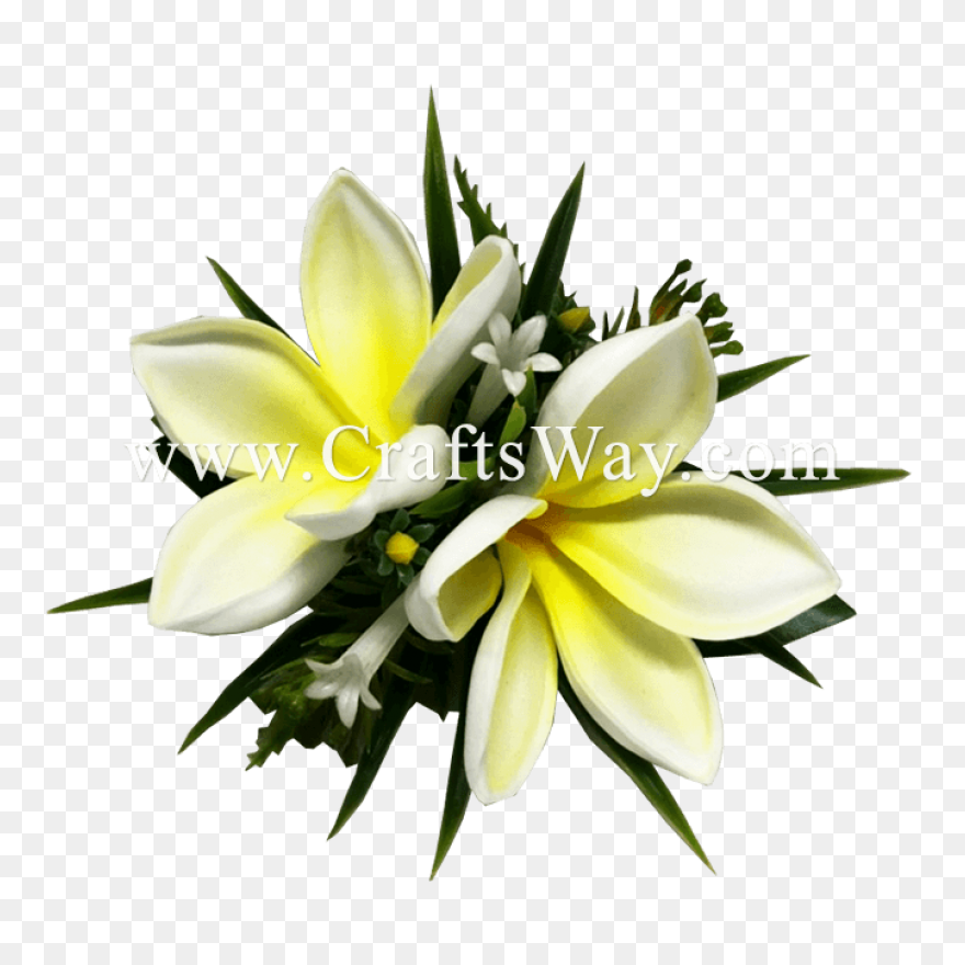 Plumeria Flower Png Clipart Image - Plumeria